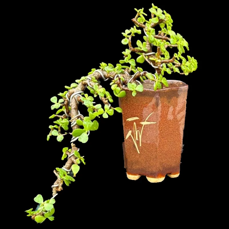 PORTULAKA AFRA (JADE)